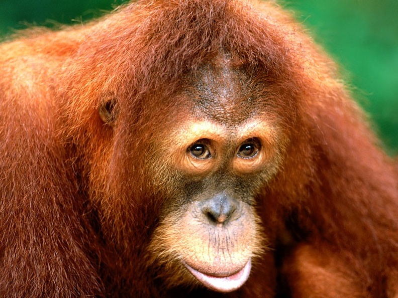 Being Coy, Sumartran Orangutan